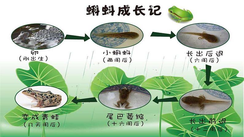 二下 第五单元  第四课时 《三位数加减混合运算》 课件PPT第2页