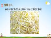 西師大版五年級數(shù)學下冊《6-4 發(fā)豆芽》教學課件PPT