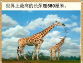 二年级下册数学课件-3.1千以内数的认识｜冀教版 12张