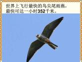二年级下册数学课件-3.1千以内数的认识｜冀教版 12张