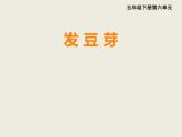 西師大版小學數(shù)學五下 6.2綜合與實踐 發(fā)豆芽 課件