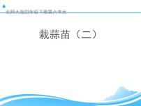 数学四年级下册栽蒜苗（二）教课内容课件ppt