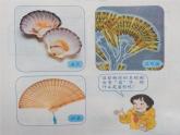 六年級(jí)上冊(cè)數(shù)學(xué)課件-5.4 扇形 北京版 (共24張ppt)