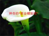 六年級上冊數(shù)學課件-7.1 黃金螺旋線    北京版（共37張PPT）