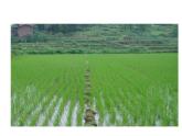 4.4綜合與實踐 農(nóng)田收入預算 課件