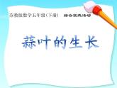 蒜叶的生长 课件