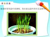 蒜叶的生长 课件