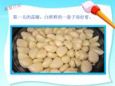 蒜叶的生长 课件