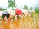 小學(xué)數(shù)學(xué)西師大版六年級下 4.4綜合與實(shí)踐 農(nóng)田收入測算 課件