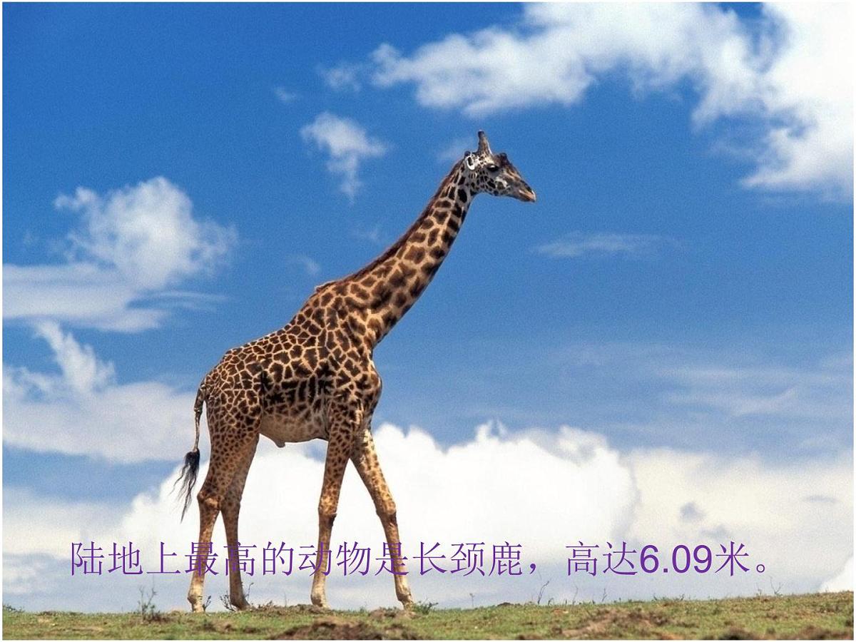 三年级下册数学课件- 单元综合复习 6 小数的初步认识 单元复习｜冀教版第5页
