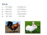 四年级数学下册课件-9 数学广角——鸡兔同笼43-人教版