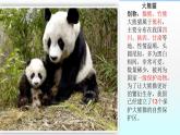 小学数学青岛版五四制四年级下册 1.1方程的意义 课件