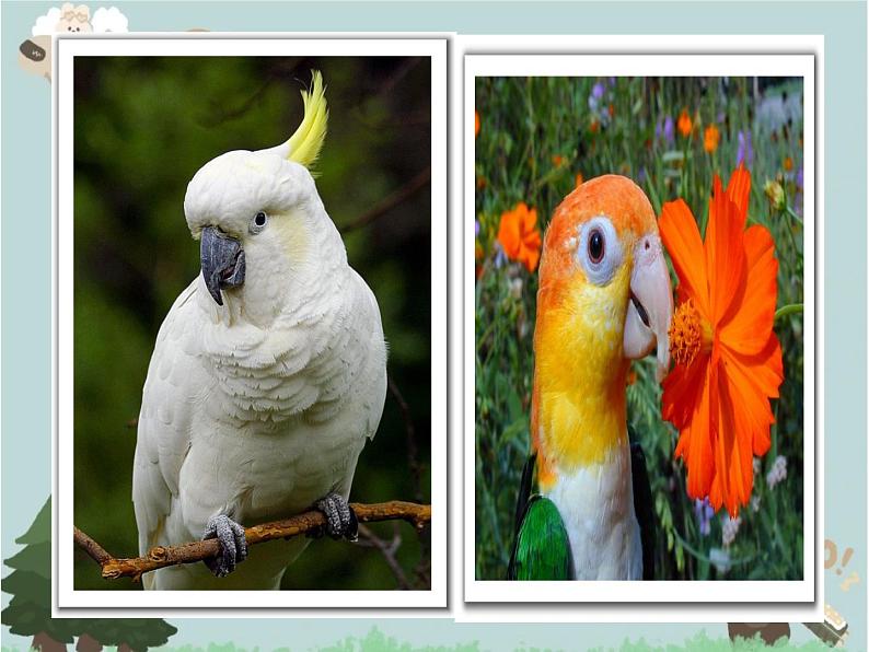 2021-2022学年青岛版数学二年级下册 三 甜甜的梦 毫米、分米、千米的认识 信息窗一（毫米、分米、千米的认识） 课件06