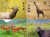 二年级数学下册课件-7 角的初步认识（26）-苏教版