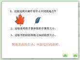 【沪教版五年制】三年级上册第五单元 《面积》PPT课件