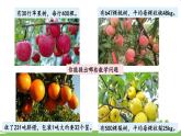 西師大版數(shù)學4年級上冊 第四單元 三位數(shù)乘兩位數(shù)的乘法 第1課時   口算和估算 PPT課件
