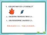 【沪教版五年制】三年级上册第五单元 《面积》课件