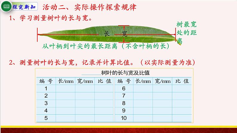 【精品课件】树叶中的比-苏教版六年级上册数学精品课件第4页