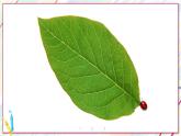 蘇教版三上數(shù)學(xué)3.2《認(rèn)識周長》PPT課件