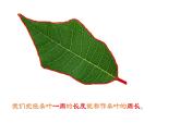 三年級(jí)下冊(cè)數(shù)學(xué)課件 周長4  滬教版  (共10張PPT)