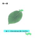 三年級(jí)下冊(cè)數(shù)學(xué)課件 周長(zhǎng)2  滬教版  (共12張PPT)