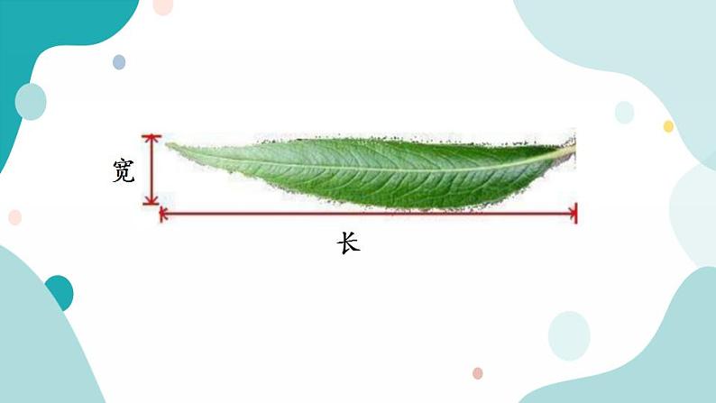 苏教版六上数学  3.14 树叶中的比  课件+练习08