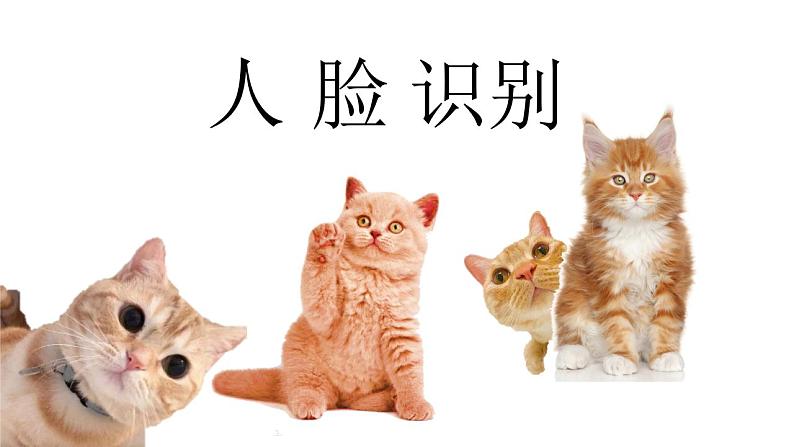 数学好玩《可爱的小猫》课件+教案02