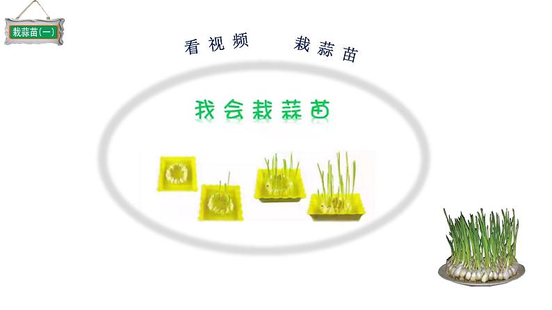 小学数学 北师大版 四下 第六单元第2课时《栽蒜苗（一）》 课件03