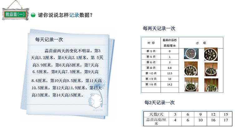 小学数学 北师大版 四下 第六单元第2课时《栽蒜苗（一）》 课件05
