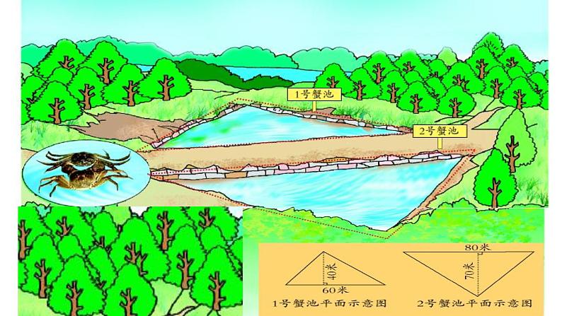 青岛（六三）版数学五上 5.2三角形的面积 课件第3页