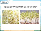 5數(shù)下（XSD）第六單元  折線統(tǒng)計圖 綜合與實踐  發(fā)豆芽 PPT課件
