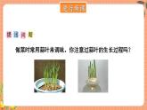 苏教版数学五年级下册综合与实践 蒜叶的生长（课件)
