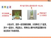 苏教版数学五年级下册综合与实践 蒜叶的生长（课件)
