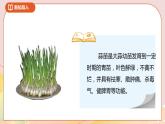 6.2《栽蒜苗（一）》课件+教案+导学案