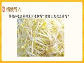 6.4 《發(fā)豆芽》課件+課時練（含答案）