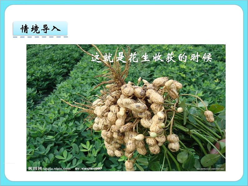 3.1数花生 课件+练习05