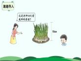 第6单元-2.栽蒜苗（一） 精品课件