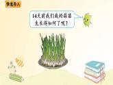 北师大版数学四年级下册 第2课时  栽蒜苗（一）(1) 课件