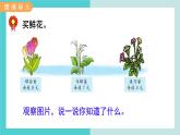 【冀教版】二下數學 二 《有余數的除法》第4課時  有余數除法的應用  課件