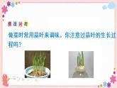 综合与实践  蒜叶的生长（教学课件）