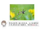 【精品】人教版三年级上册数学课件-第3单元第5课时  吨的认识（1）