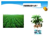 1年级数学北师大版下册课件第3单元《3.1数花生》 (2)