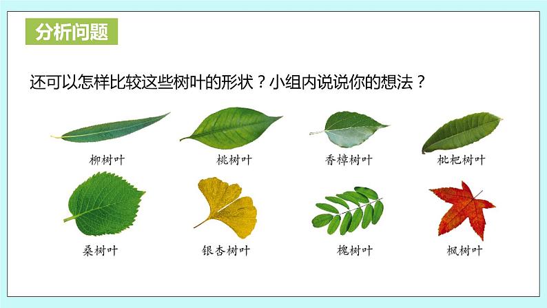 第三单元第14课时 树叶中的比 课件05