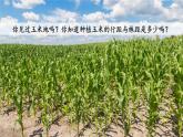 七 土地的面積    估算玉米收入 PPT課件