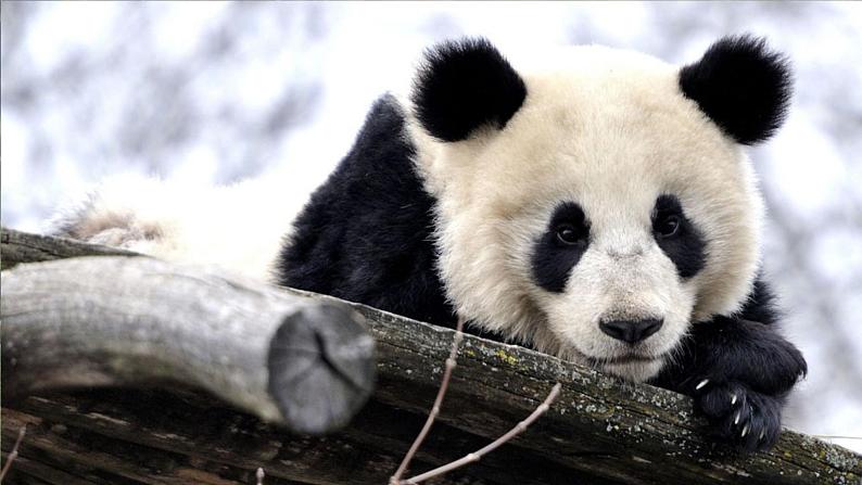 北1数上 三 加与减（一） 第1课时 一共有多少（1） PPT课件+教案04