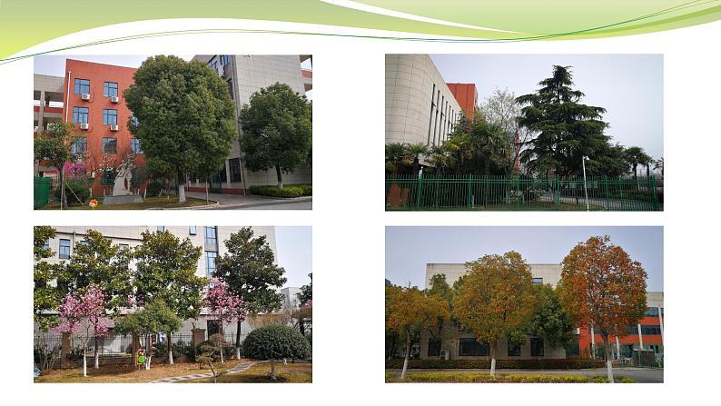 大树有多高 （课件）六年级下册数学-苏教版02