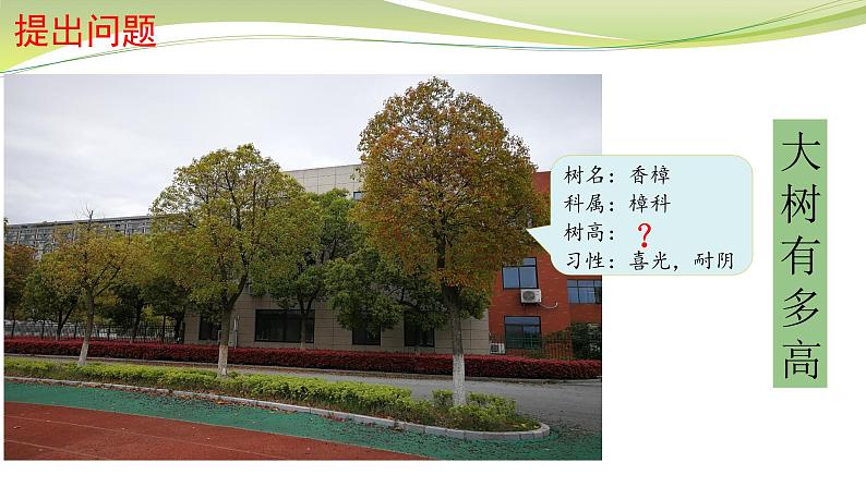 大树有多高 （课件）六年级下册数学-苏教版03