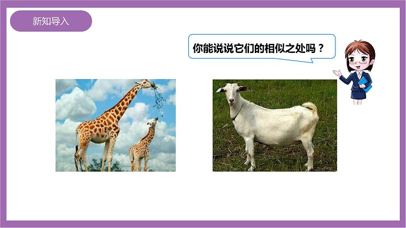 西师大版6上数学 4 比的意义和性质 1 课件03