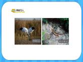 人教版數(shù)學(xué)三年級上冊 4.1《三位數(shù)加三位數(shù)》課件+教案