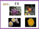 冀教版數(shù)學(xué)二年級上冊 6.1《認識象形統(tǒng)計圖和統(tǒng)計表》課件